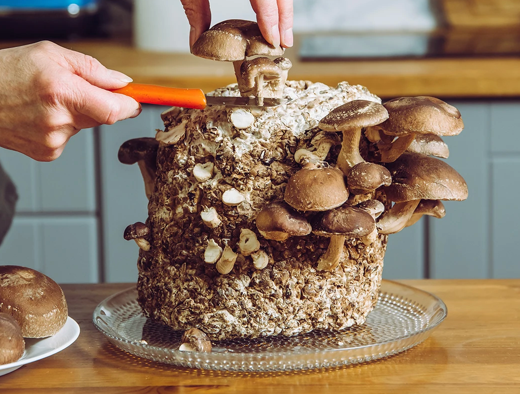5 Benefits of Growing Your Own Mushrooms